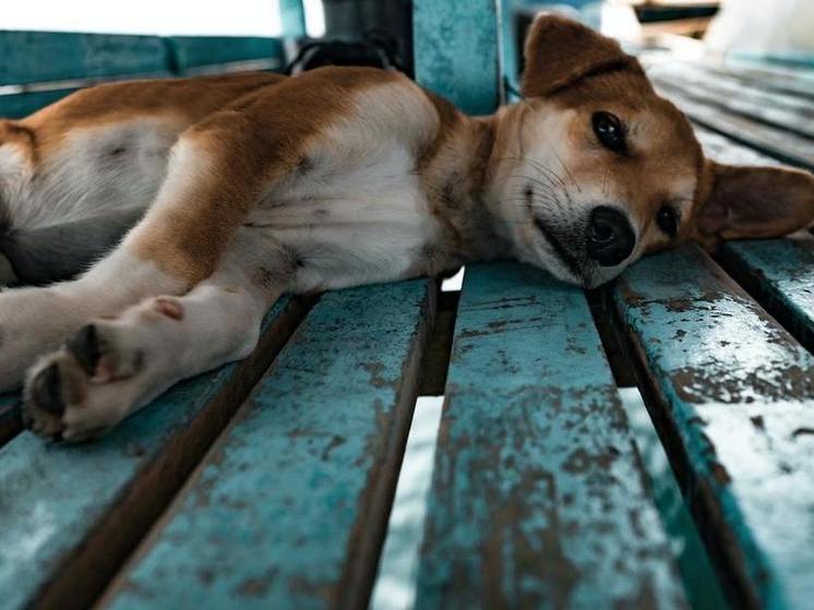 В Бурятии приюты пожизненно смогут содержать бездомных собак за внебюджетные средства