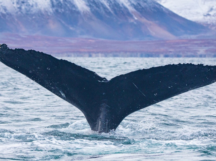 Специалисты нацпарка "Берингия" пересчитали хвосты китов в ЧАО