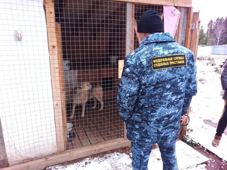 В Березниках СНТ выплатит компенсацию хозяйке дорогого щенка, убитого сторожевой собакой