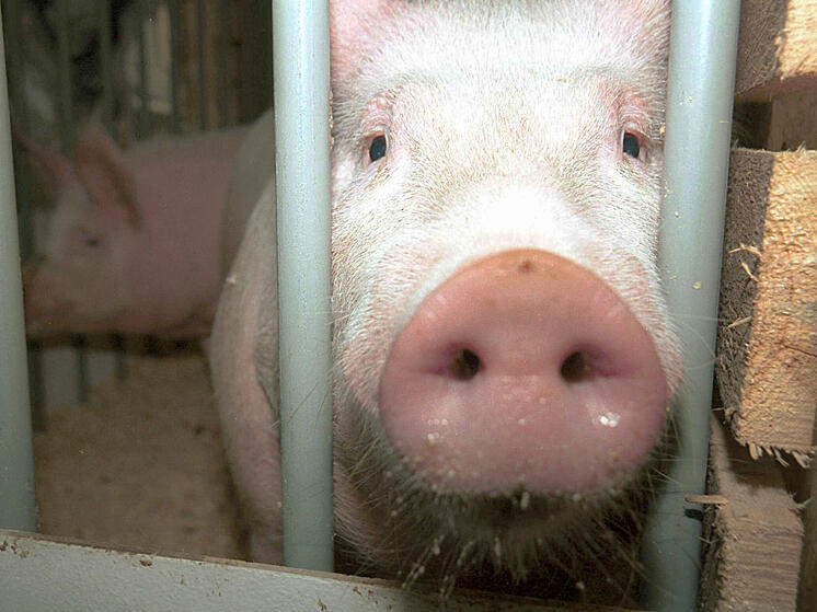 Депутат Госдумы намерен спасти животных Подмосковной зообазы