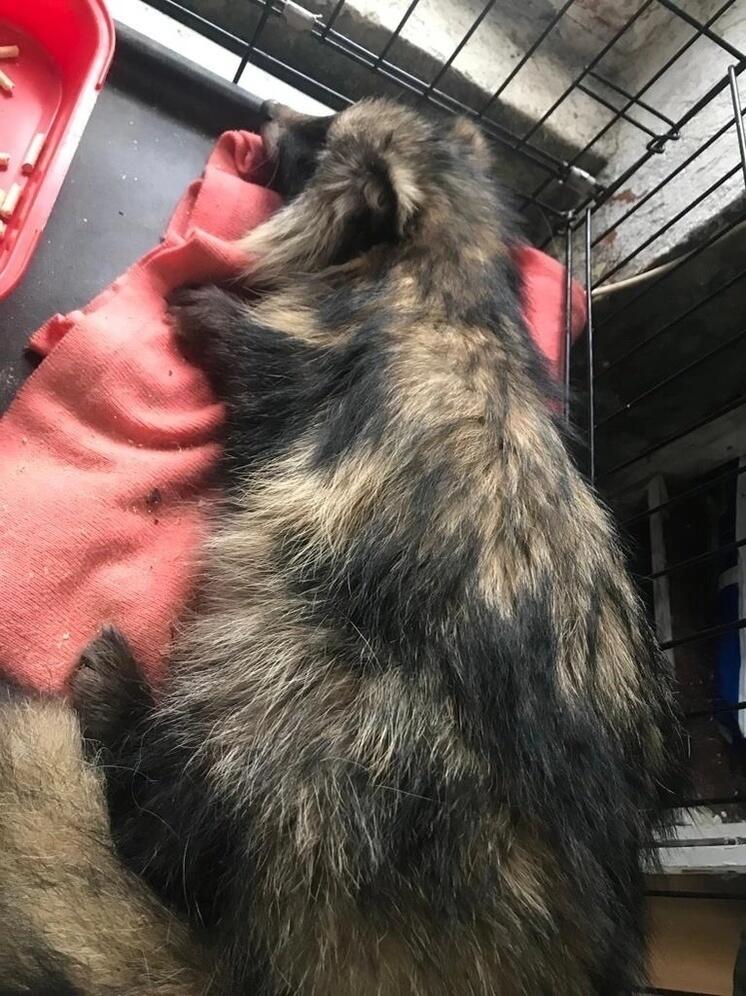 Волонтеры просят помощи для спасения енотовидной собаки из подвала в Суоярви