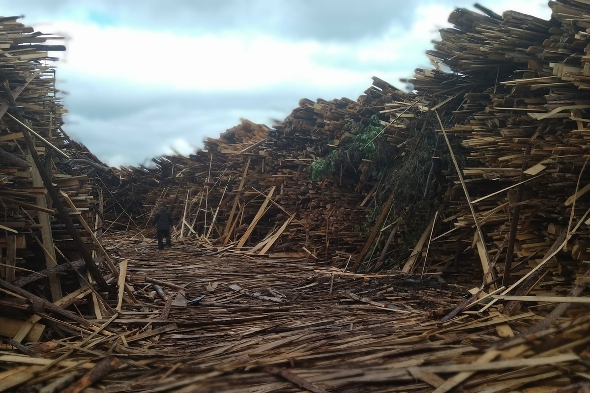 Регоператор «ЭкоИнтегратор» обнаружил древесные лабиринты в Каргопольском округе