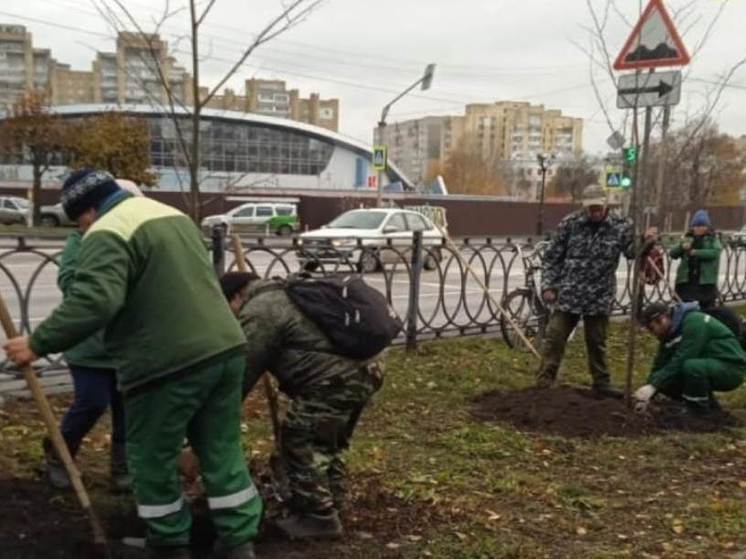 В Тамбове высадили более сотни лип-крупномеров