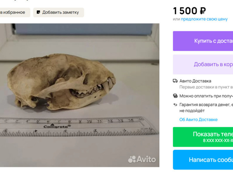 Житель Красноярска продает настоящий череп животного