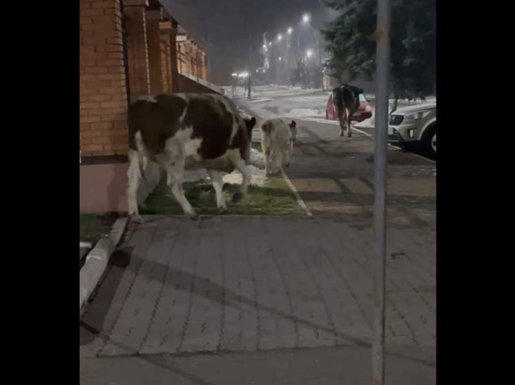 По центру Бийска без присмотра гуляют коровы
