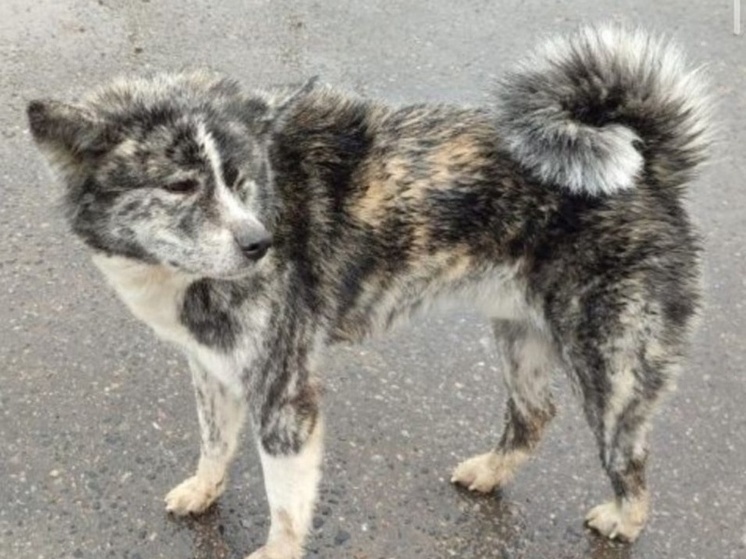 Пропавшую 3 месяца назад собаку заметили в Петрозаводске
