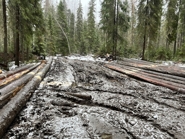 Житель Бабушкинского округа стал фигурантом уголовного дела за вырубку леса