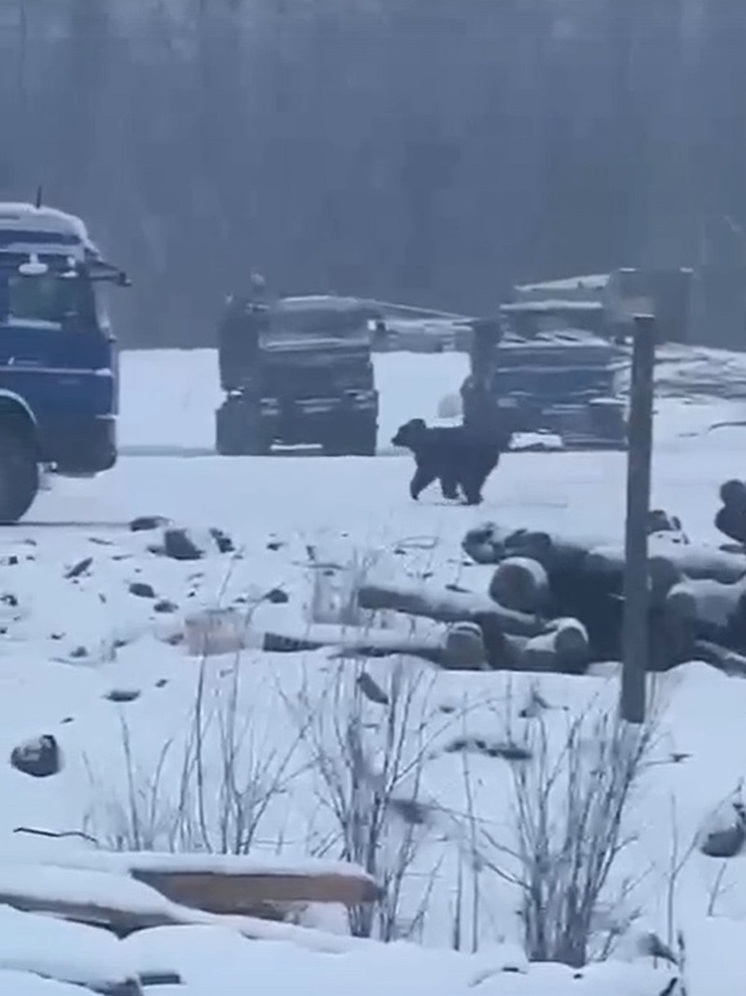 Соцсети: вахтовик из Ноябрьска снял на видео нападение медведя на людей на месторождении в Якутии
