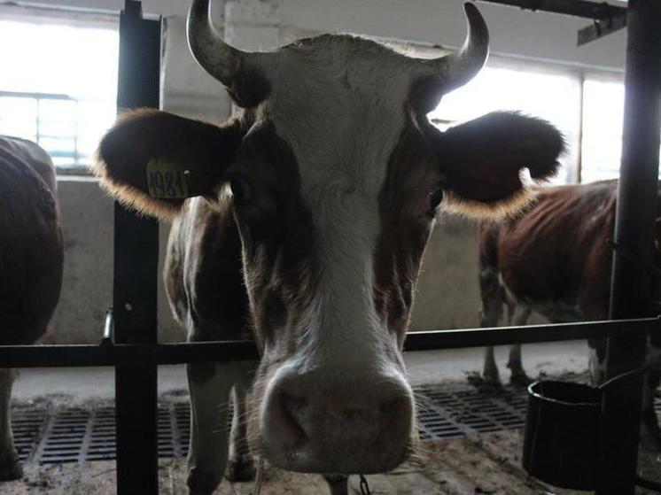 В Кущёвском районе Кубани введён карантин по лейкозу крупного рогатого скота