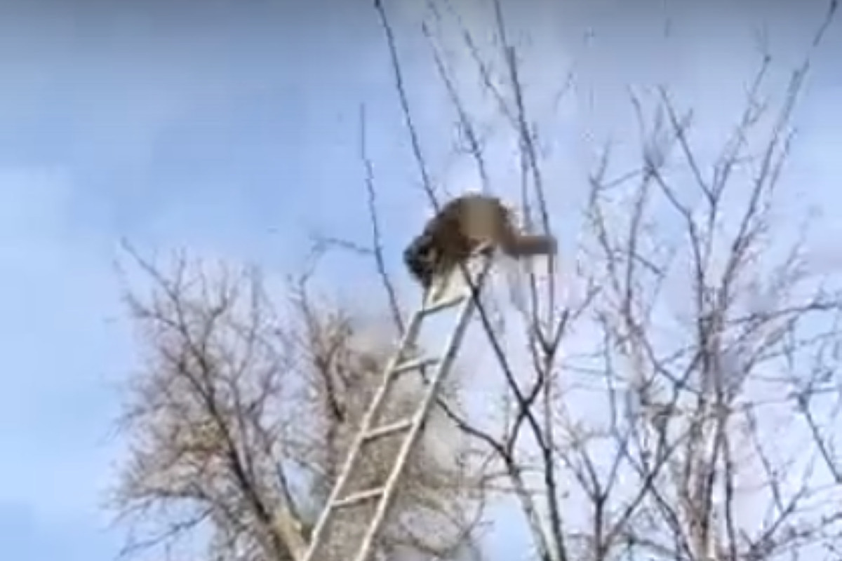 Красногорские спасатели помогли еноту спуститься с дерева