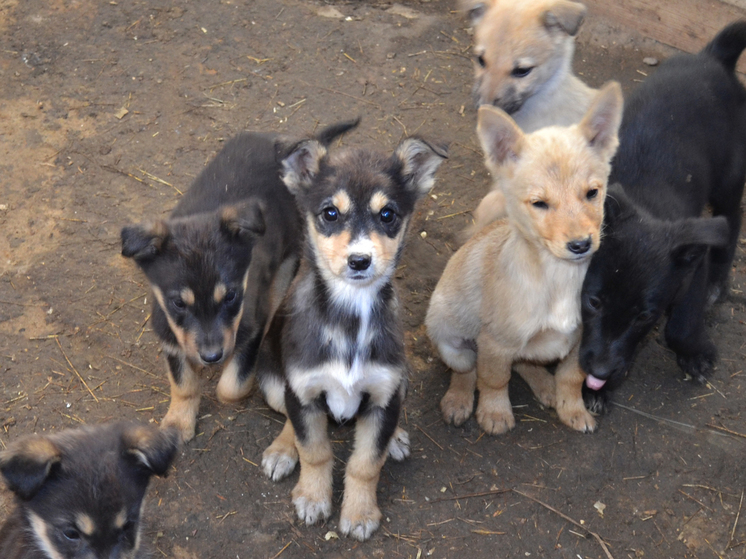 В Астрахани полицейские спасли щенка