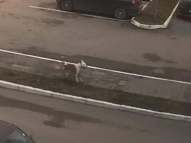 В Калуге установлен владелец бойцовской собаки, истерзавшей детей