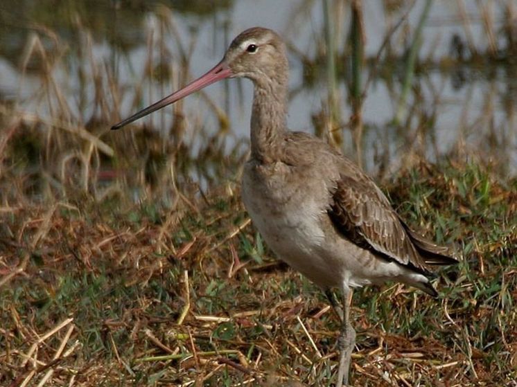В Подмосковье окольцевали краснокнижных больших веретенников
