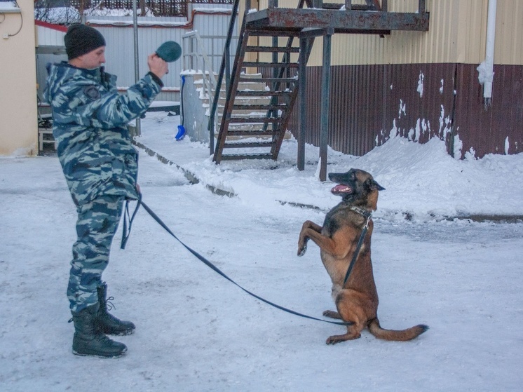 В Мурманске полицейские-кинологи рассказали школьникам о работе служебных собак