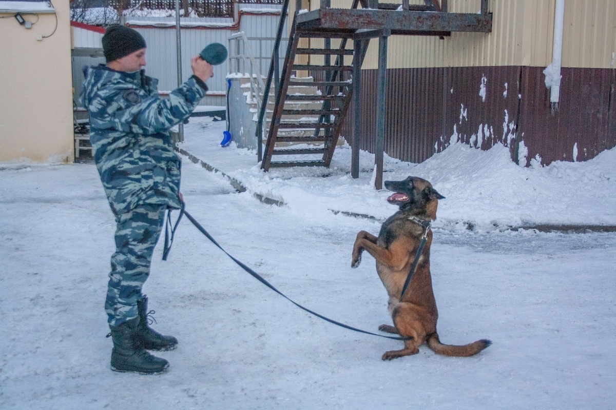 Кинолог рассказал. Полицейский кинолог. Вакансия в полиции Мурманске.