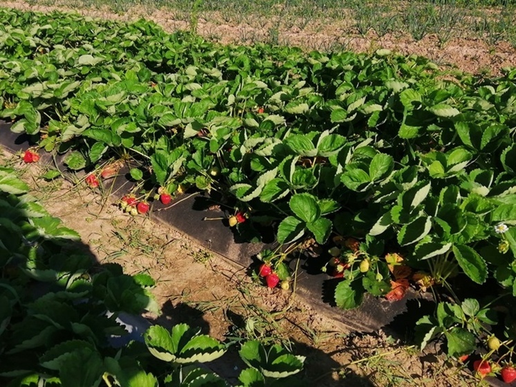 Костромской фермер намерен избавить область от импорта клубники