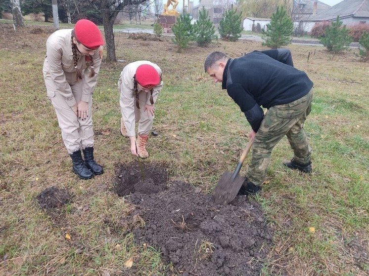 В Шахтерском округе высадили саженцы из Дальневосточного леса