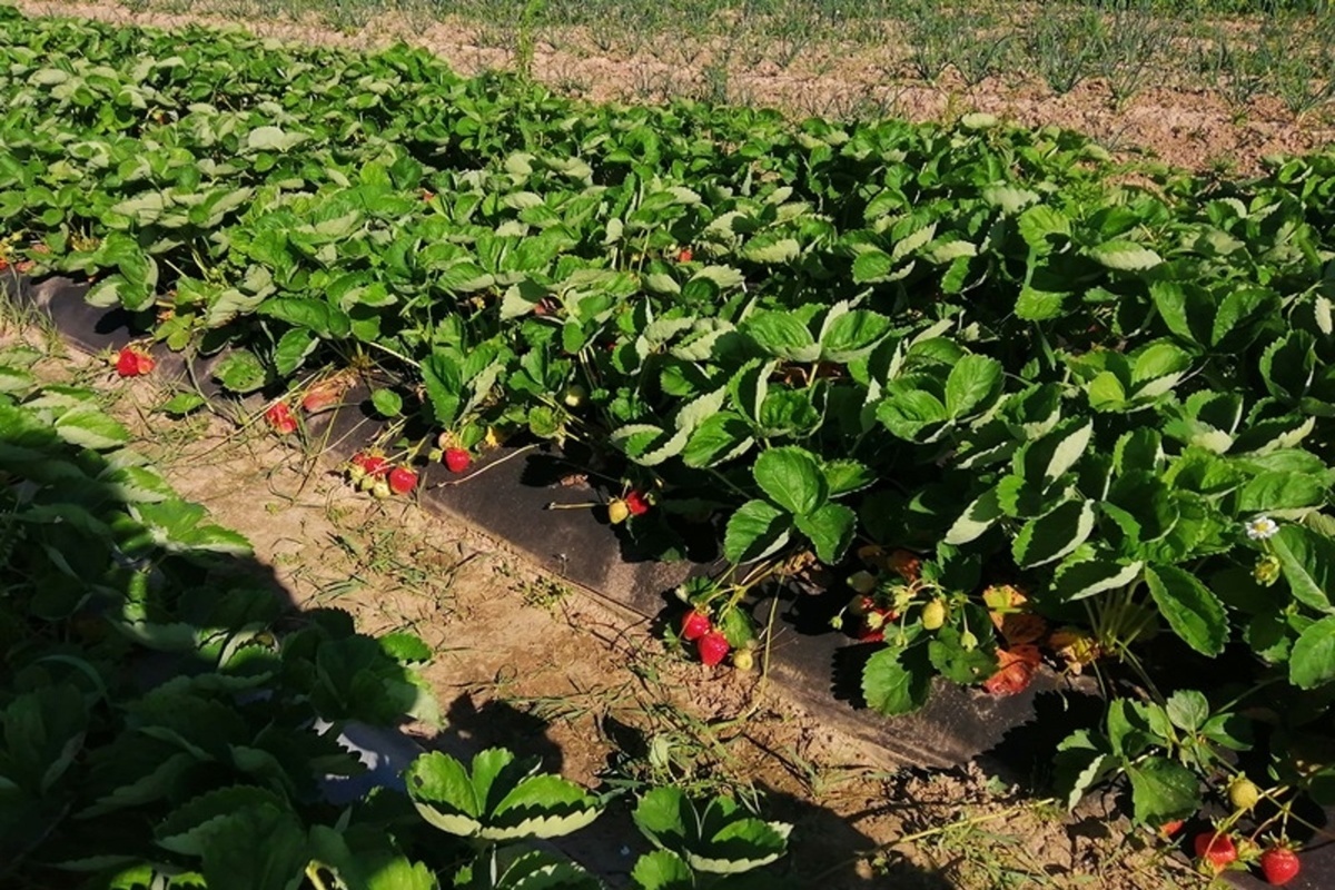Костромской фермер намерен избавить область от импорта клубники