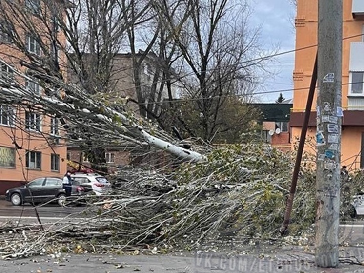 На Ленина огромное дерево упало на дорогу и оборвало провода