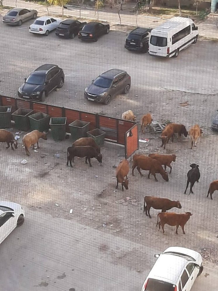 Жители Каспийска жалуются на "бесхозных" коров