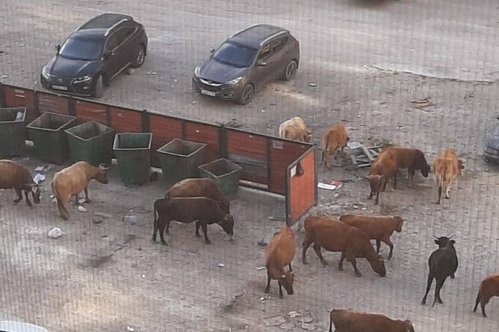 Жители Каспийска жалуются на "бесхозных" коров