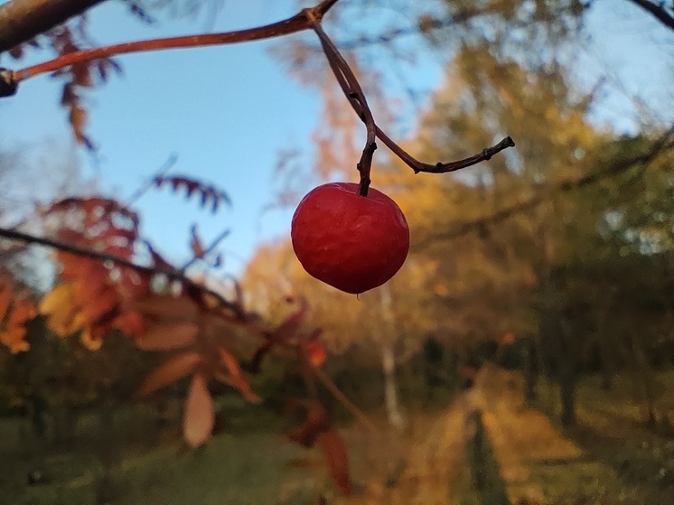 Аномальное тепло задержится в Омской области до середины недели