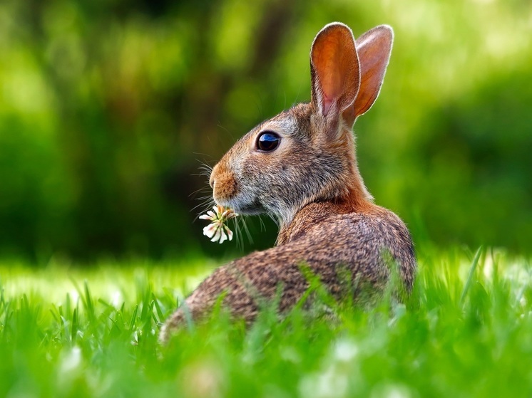 Фонд «Зеленый Сахалин» спас зайца с двойным переломом лапы