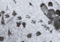 Дождь во вторник сменится легким утренним снегом, местами даже будет образовывать небольшой покров. Полностью снег должен лечь до конца недели, ведь уже в среду температура воздуха понизится до 0 градусов, рассказал «МК в Питере» метеоролог Александр Шувалов.