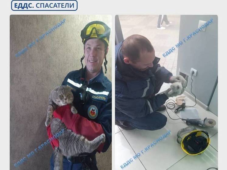 В Краснодаре спасатели достали кошку из технологического отверстия и помогли котёнку