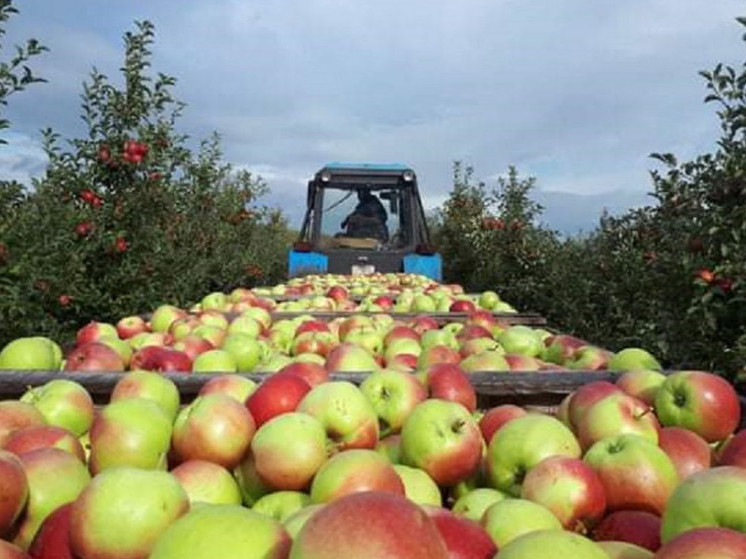 Тамбовские сады принесли 18 тысяч тонн яблок