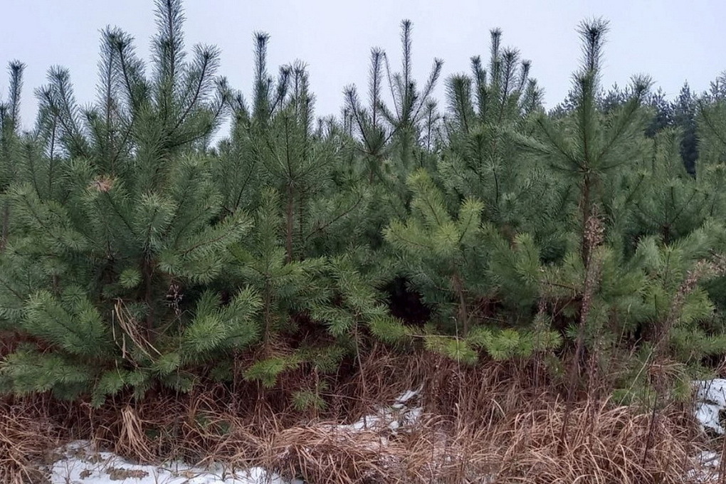С 1 декабря хвойные леса в Курской области станут охранять в усиленном режиме