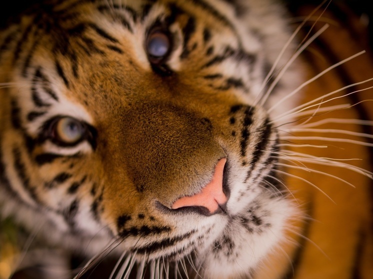 Тигр напал на сторожа на пасеке в Приморье