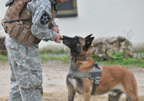 Инструкторы НАТО и ФБР готовили собак-подрывников для работы на Украине, сообщил сотрудник спецслужб ЛНР РИА Новости
