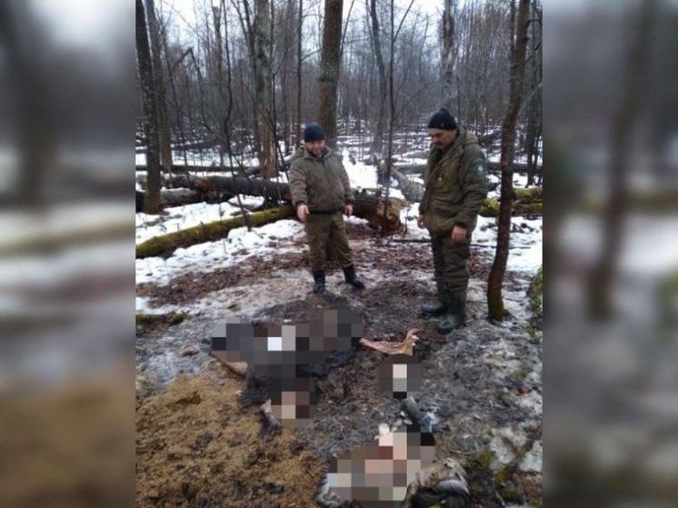 В Башкирии нашли останки незаконно отстреленного лося в лесу