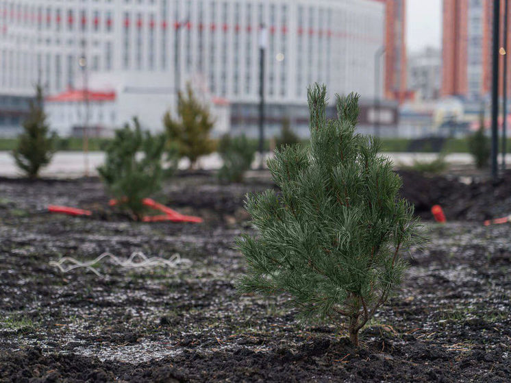 Благоустройство новой пешеходной зоны продолжается в Кемерове