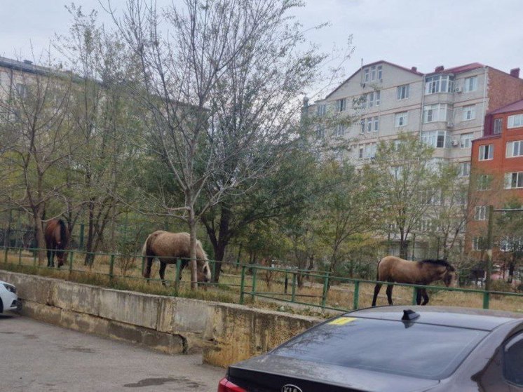 Махачкалинцы недовольны тем, что по городу разгуливают лошади