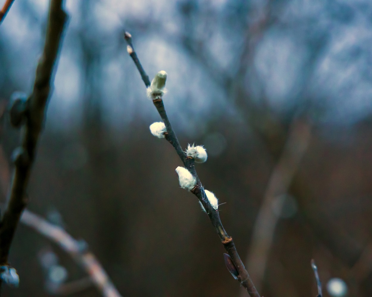 In the Southern Urals, a willow blossomed in November