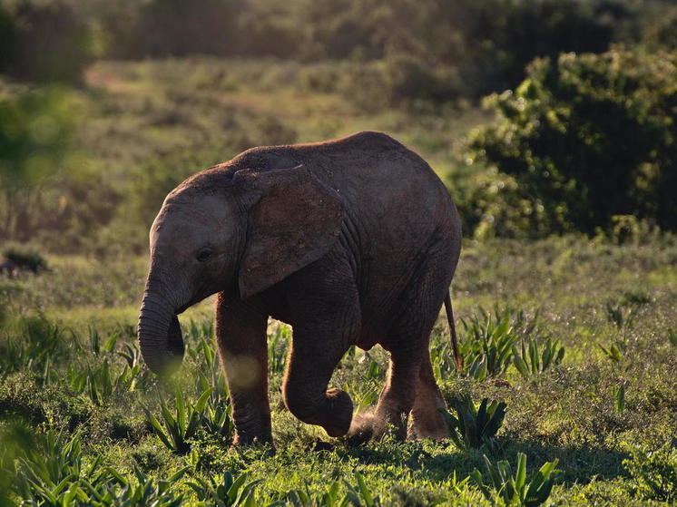 Ученые обнаружили, что слоны называют друг друга по имени