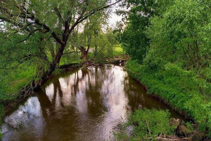 Компанию из Калининграда заставят очистить Лесную реку