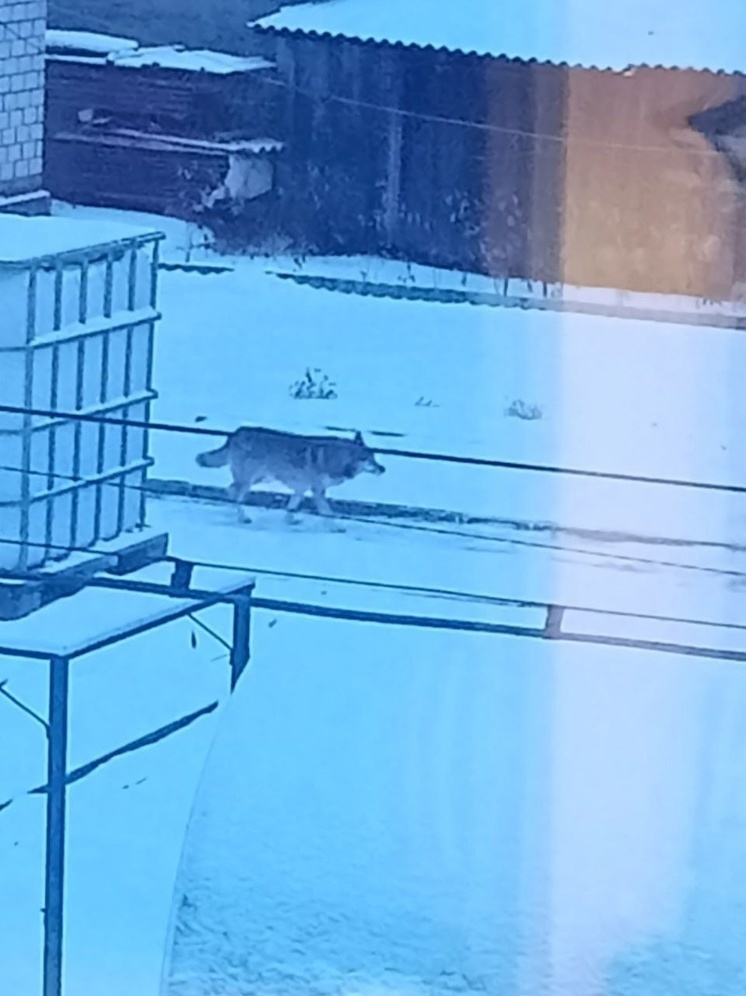 Голодный волк бегает по Медвежьегорску