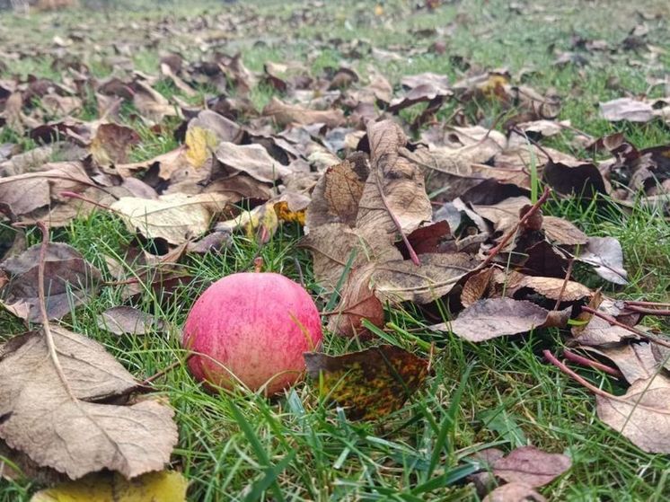 В Подмосковье вернулись морозцы, днем ждем дожди с мокрым снегом
