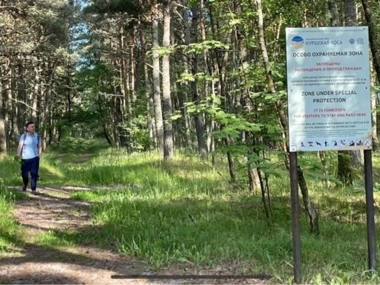 Более тысячи туристов оштрафовали в 2023 году на Куршской косе