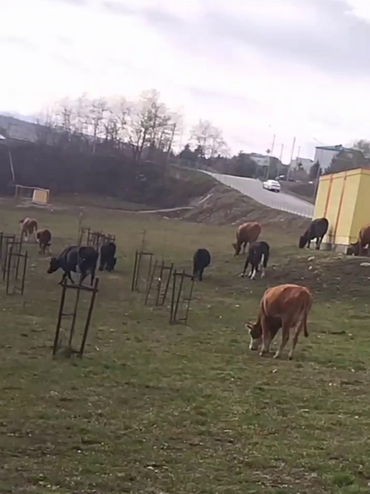 25 коров отправили на штрафстоянку в Кисловодске