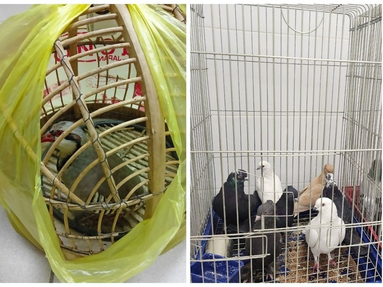 Из Новосибирска депортировали незаконных голубей и кеклика из Таджикистана