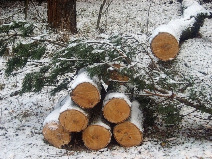Северян предупредили о штрафах до 300 тысяч рублей за вырубку леса