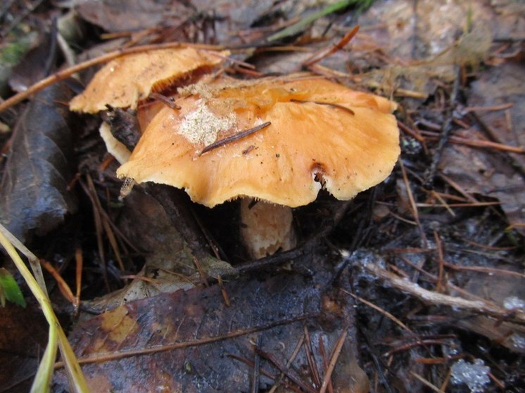 В Челябинской области под зиму выросли грибы-рекордсмены