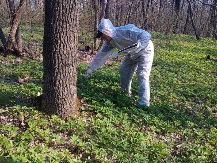 В охотничьих угодьях Кузбасса разложили вакцины от бешенства