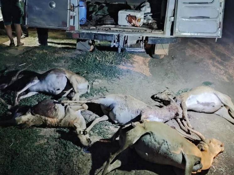 Полицейские из Пугачева получили благодарность за поимку водителя, сбившего стадо сайгаков