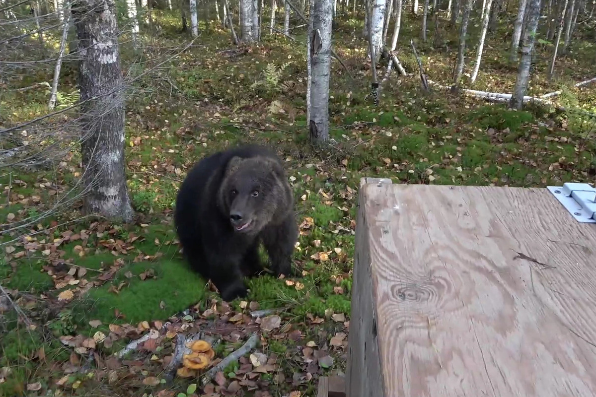 Собака вывела из леса медведей. Центр спасения медвежат-сирот Тверская область. Как спастись от медведя в лесу видео. Двери мишки в лесу стекло.