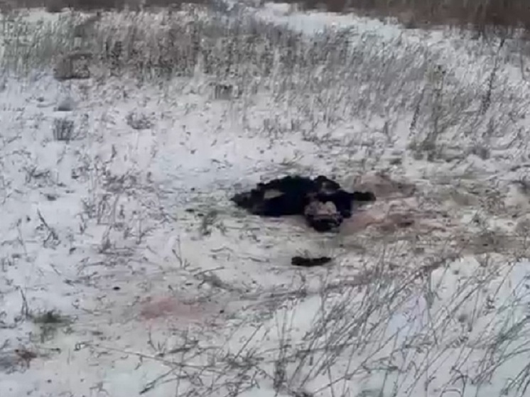 В Хакасии обнаружили разбросанные туши баранов